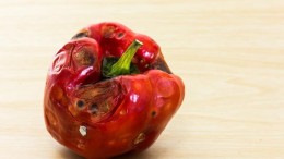 'Kwaliteit output GPT gaat achteruit in loop van de tijd'