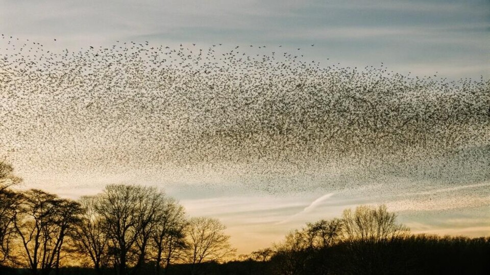 Grote zwerm vogels vliegt samen tegen zonsondergang met bomen in silhouet