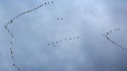 Migreren naar VMware NSX-T: over het hoe, wat en waarom