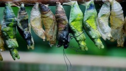 De CIO van vandaag is de Chief HR Officer van morgen