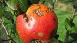 AI speurt corruptie op