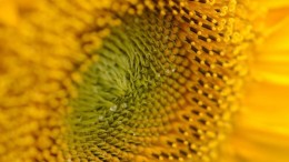 Licht in black box van machine learning