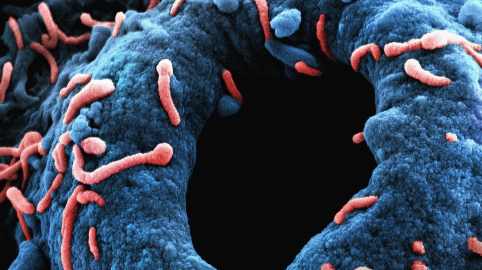 Marberg Virus