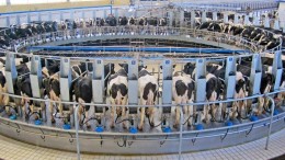 Melkveehouders naar ACM vanwege ‘slecht beschermde data’