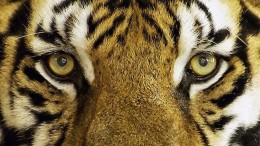 Nederlandse IT'er vast in India