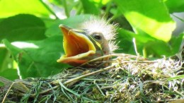 Agressieve routermalware past strategie koekoek toe