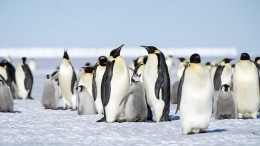 Adobe geeft NPAPI-plugin voor Linux na 4 jaar toch update