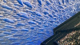 15.000 vierkante meter grote Sphere-bioscoop in Las Vegas: wegkijken is onmogelijk