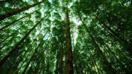 Satellietsysteem telt bomen