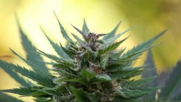 Wiethandel zet blockchain en machine learning in