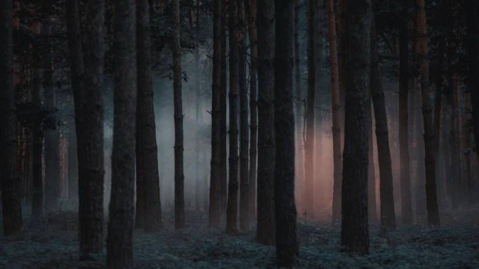 Gevaar verborgen in bos
