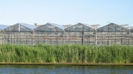 Microsoft gaat paprika's warm houden