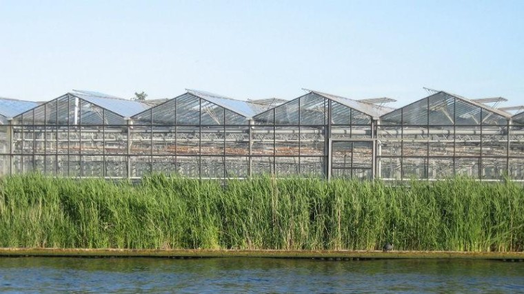 Microsoft gaat paprika's warm houden