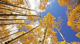 Leiderschap bepaalt veerkracht van organisatie