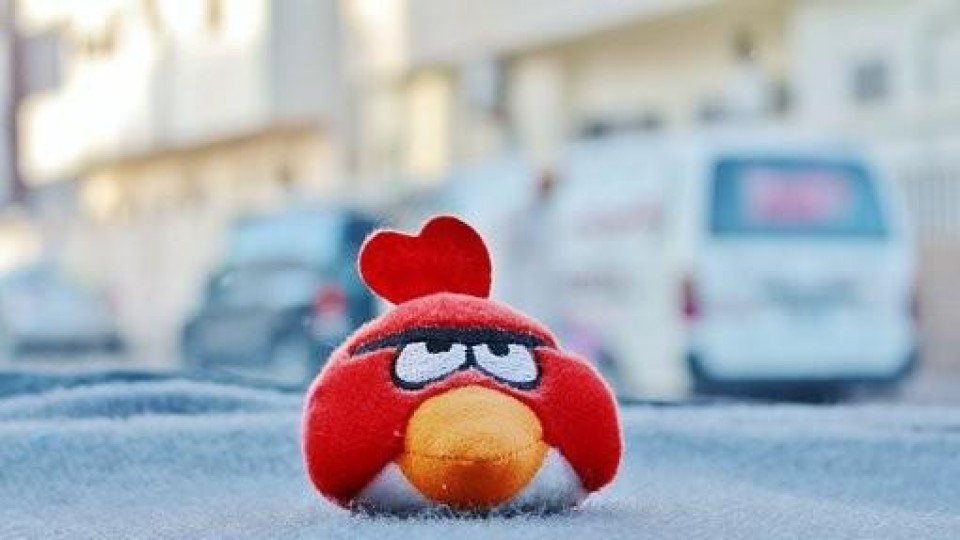 Angry bird