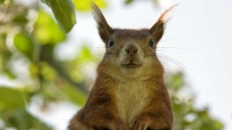 Eekhoorn grote bedreiging netwerken