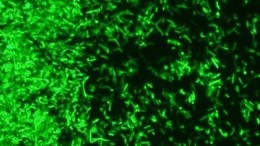 Bacteriën reageren op wifi-straling