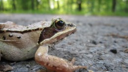 Waarom de kikker de weg overstak