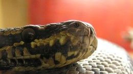 Python 2 achilleshiel van veel bedrijven en banken in 2020