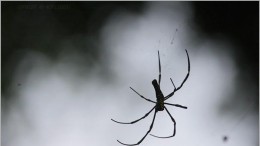 Nederlander bedacht robotwerend bestandje 25 jaar terug