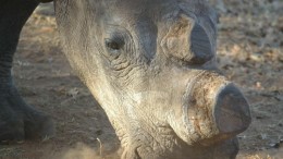 Wildlife beschermen met big data