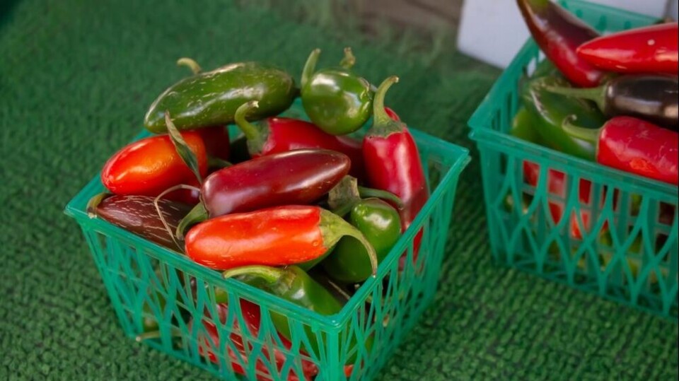 Een bakje vol jalapeno-pepers