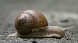 ‘Privacytoezichthouders te traag met afhandeling klacht tegen Google’