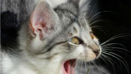 Neuraal net vindt concept 'kat' uit