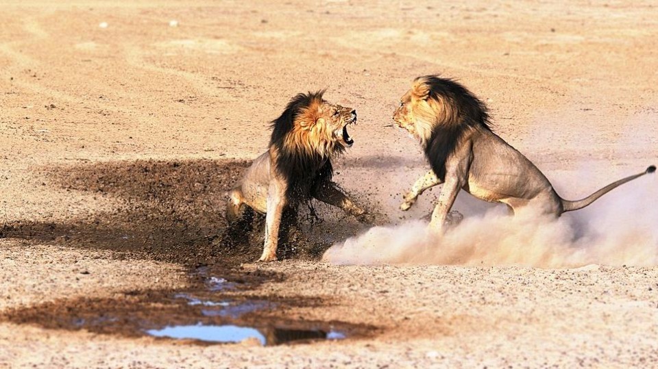 Twee leeuwen maken ruzie