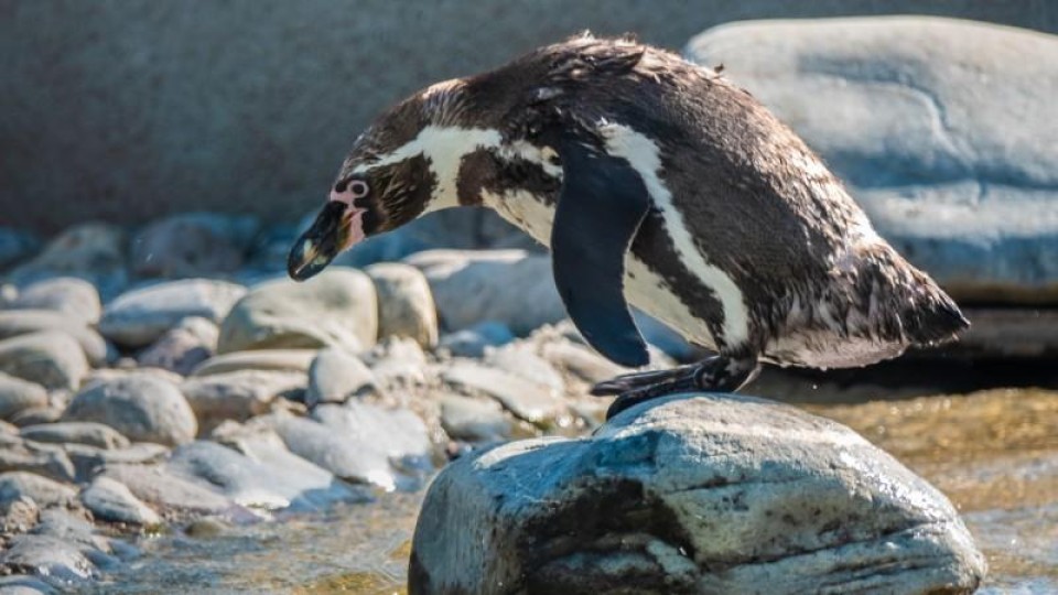 Linux pinguin