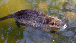 Ratten verstrikt in IoT