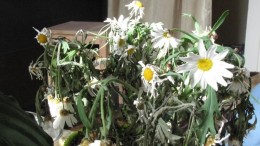 Tafelkleed waarschuwt wanneer plant te droog wordt