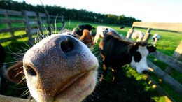 ICT-opleiding in Foodvalley leidt ICT’ers op voor regio