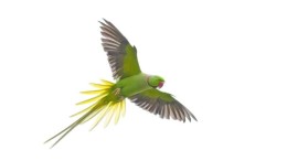 Zo sluipt het parkietenbrein onze computer in