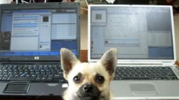 Oproep: Wie neemt zijn huisdier mee naar kantoor?