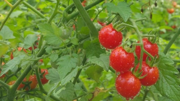 AI zet traditionele tomatenkwekers in hun hemd